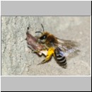 Colletes daviesanus - Seidenbiene w001h 9mm beim Entfernen eines Hindernisses - OS-Insektenhotel det.jpg